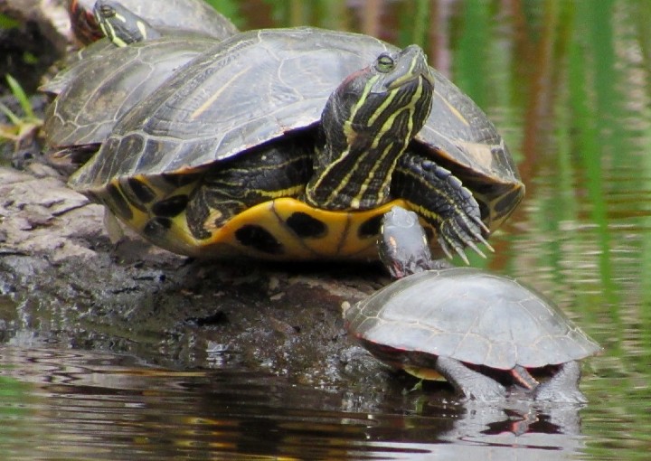 Red-ear Slider